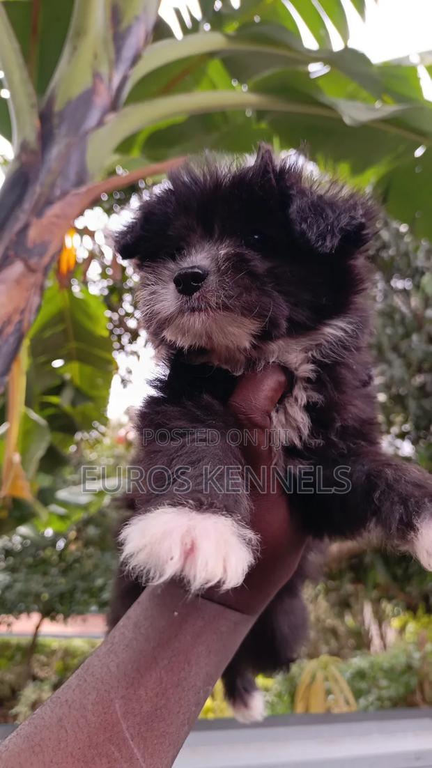 1-3 months Male Purebred Havanese - thumbnail 4