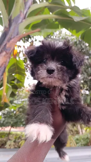 1-3 months Male Purebred Havanese