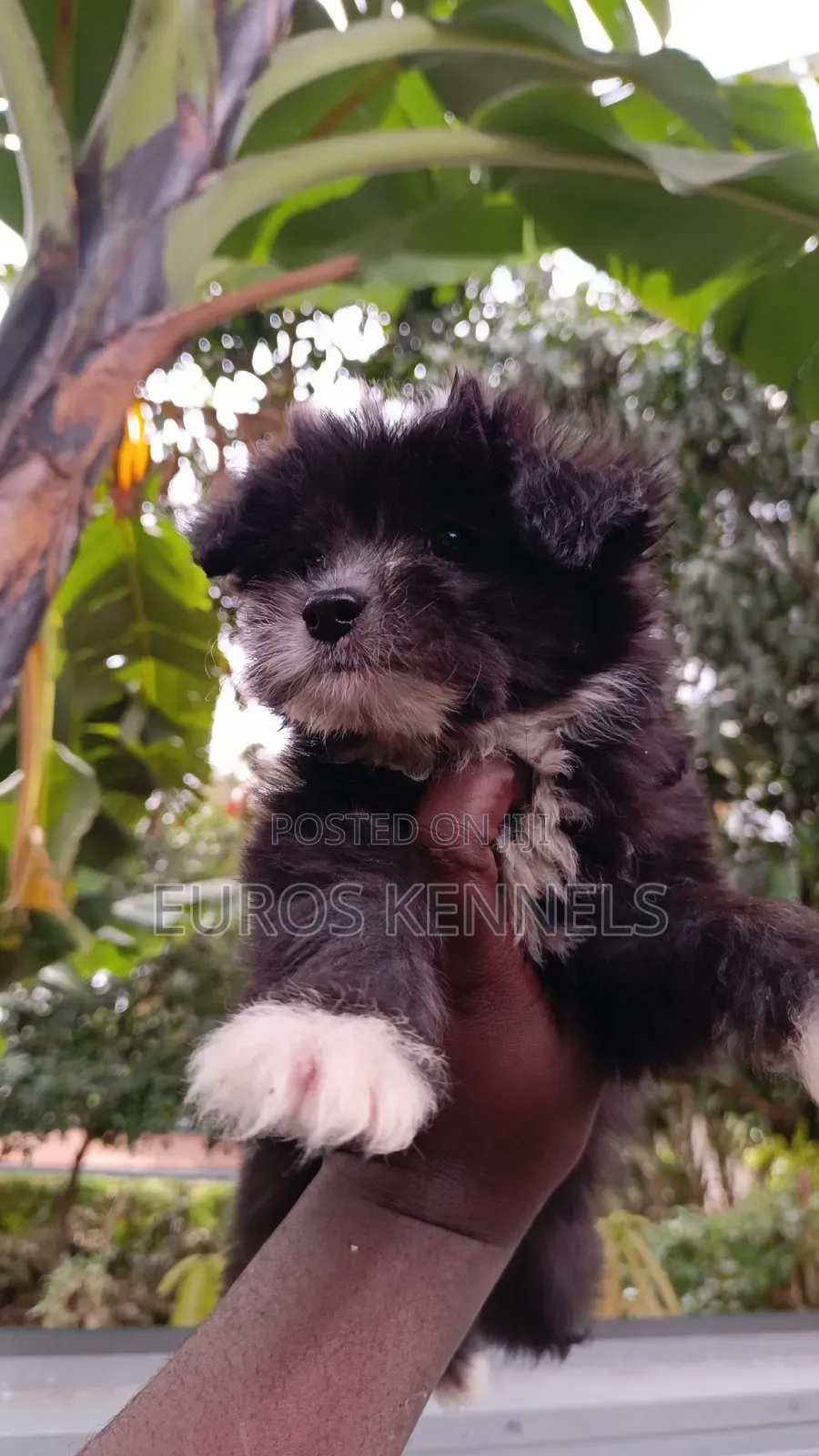 1-3 months Male Purebred Havanese