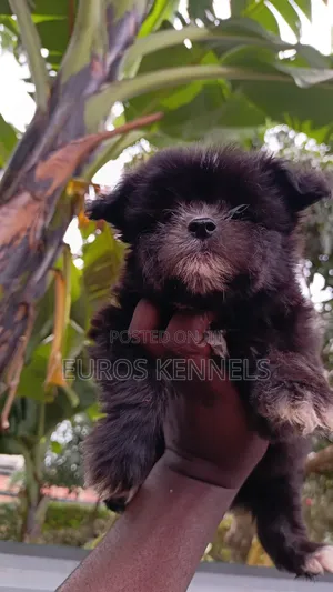 1-3 months Female Purebred Havanese