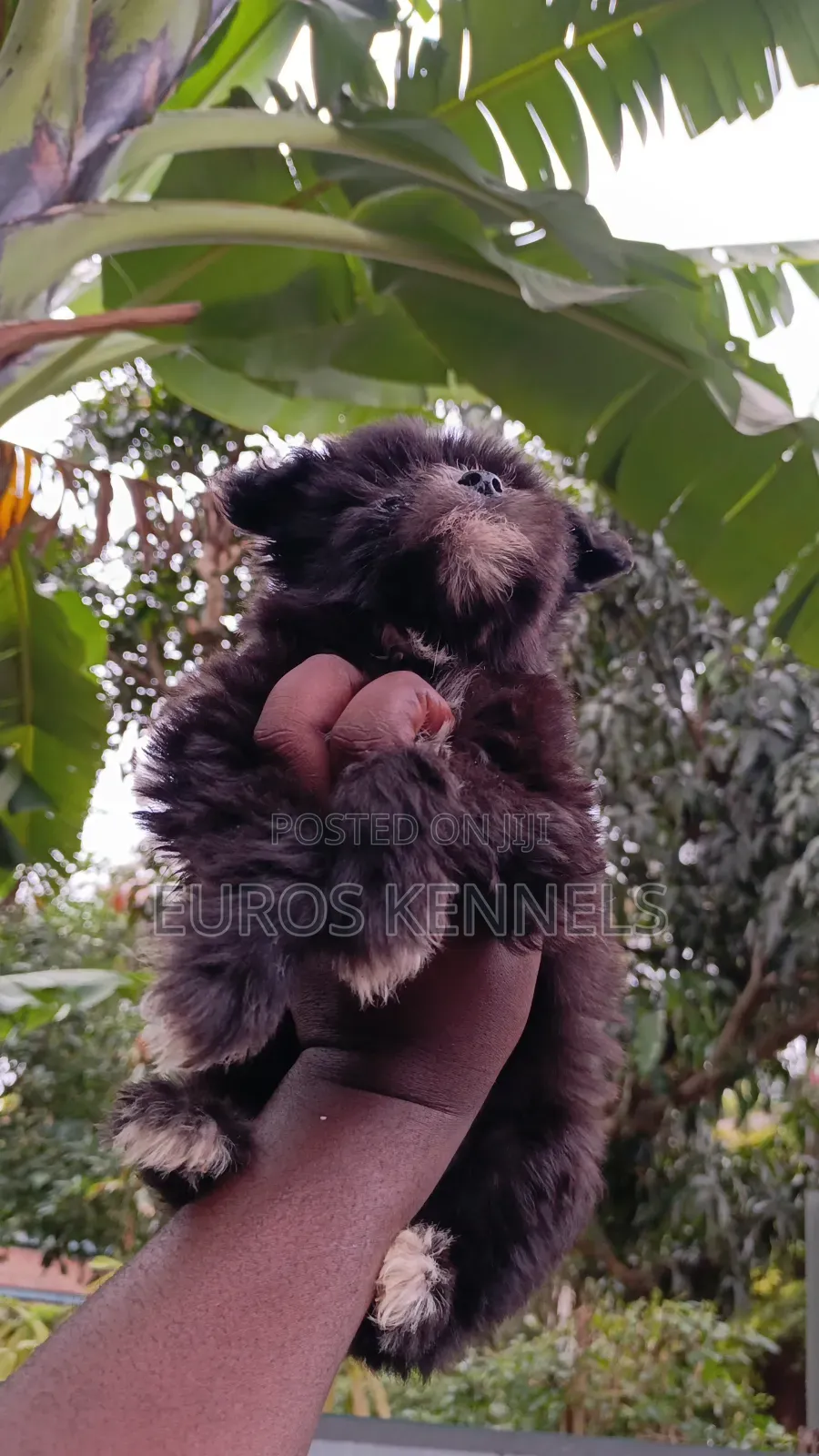 1-3 months Female Purebred Havanese