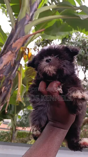 1-3 months Female Purebred Havanese