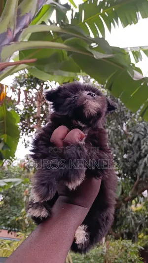 1-3 months Female Purebred Havanese