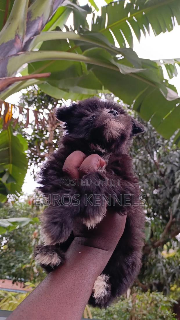 1-3 months Female Purebred Havanese - thumbnail 6