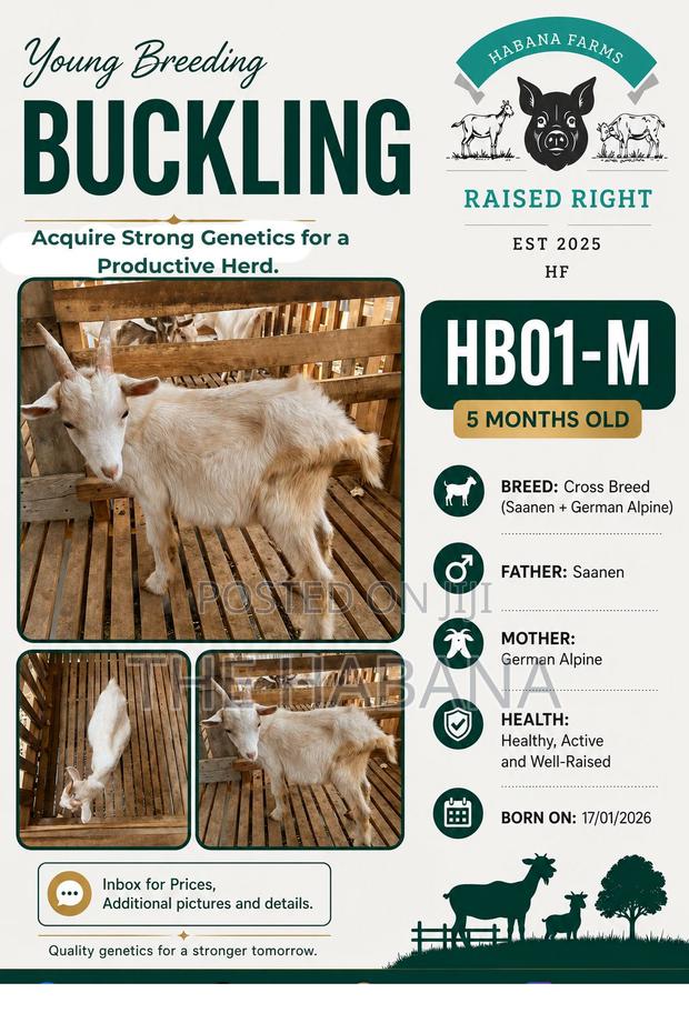 Breeding Buckling (Breeding Goat)