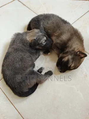 0-1 month Male Purebred German Shepherd