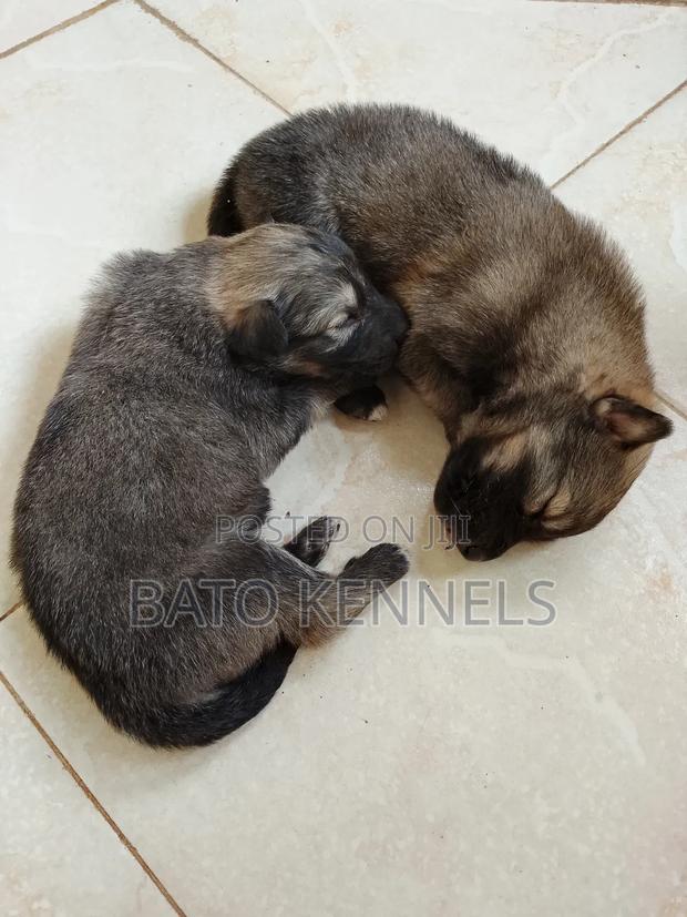0-1 month Male Purebred German Shepherd - main view
