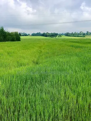 7 Acres Farmland For Sale In Naivasha