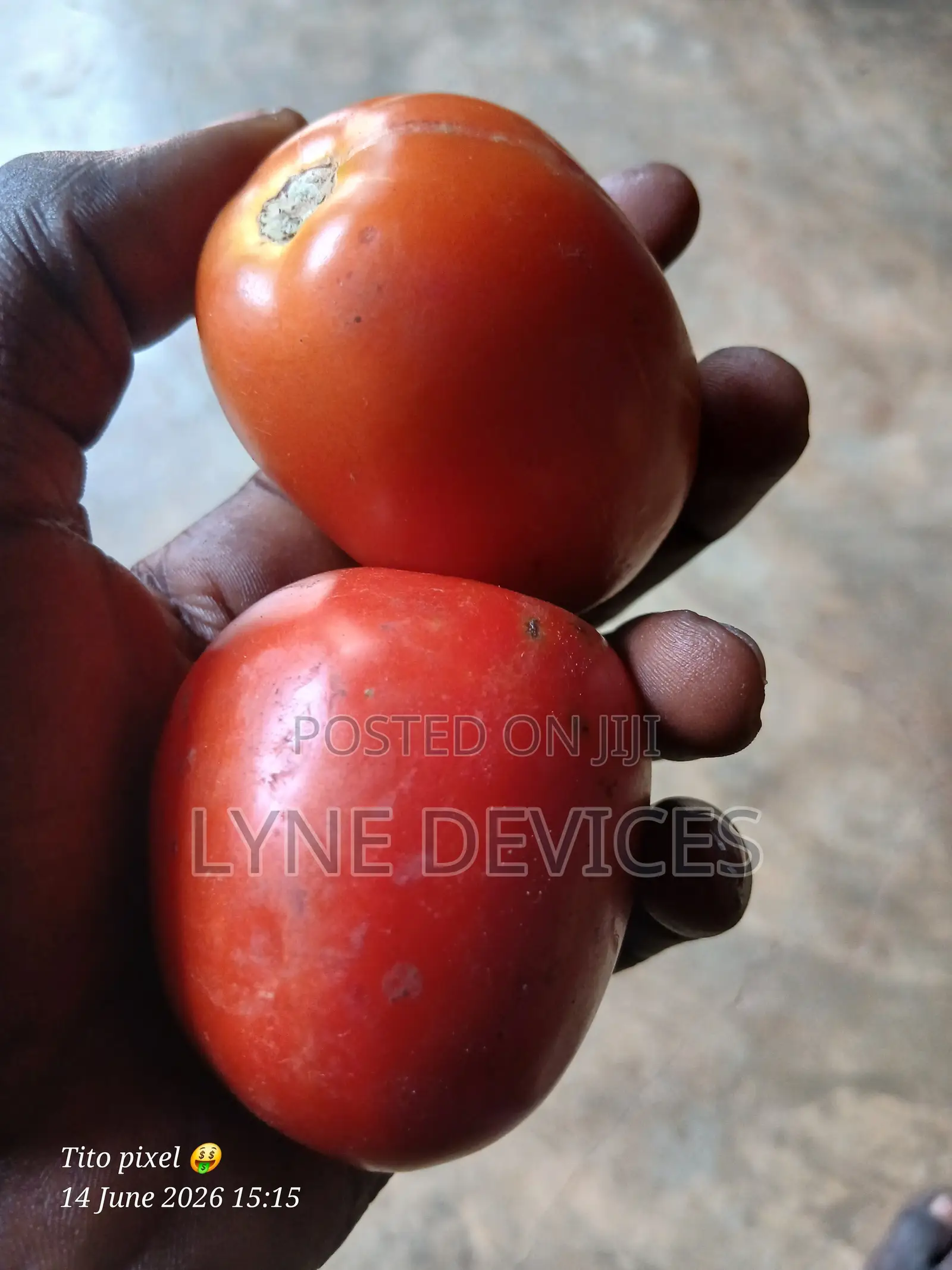 Ripe Tomatoes