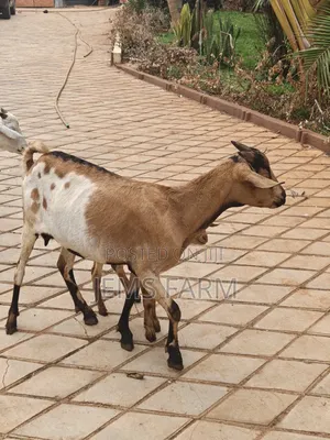 Mature Goats for Sale