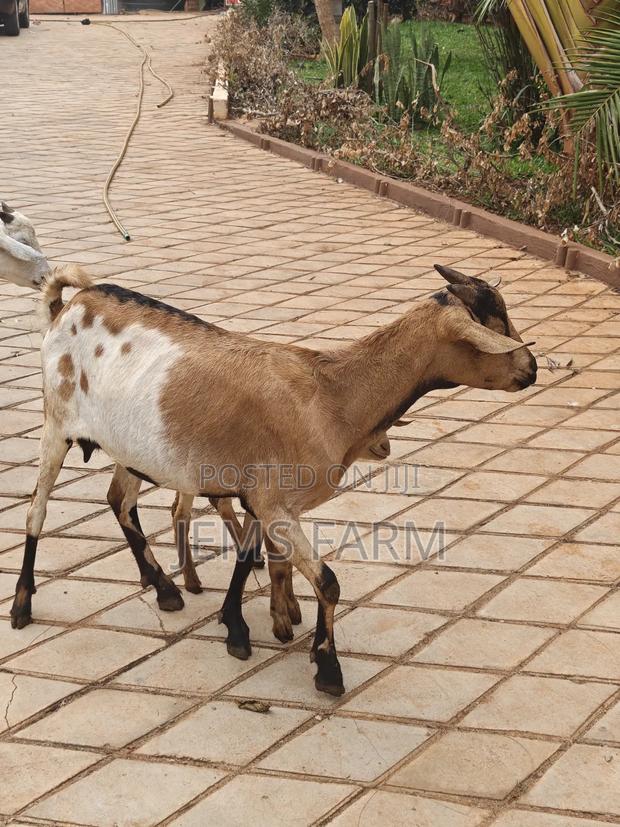 Mature Goats for Sale