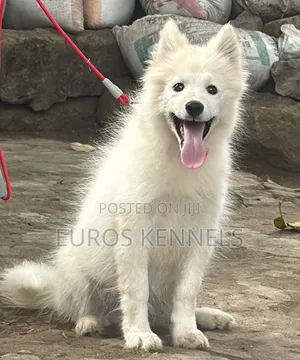 3-6 months Male Purebred Siberian Husky