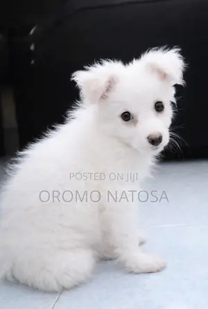 3-6 months Male Purebred Japanese Spitz