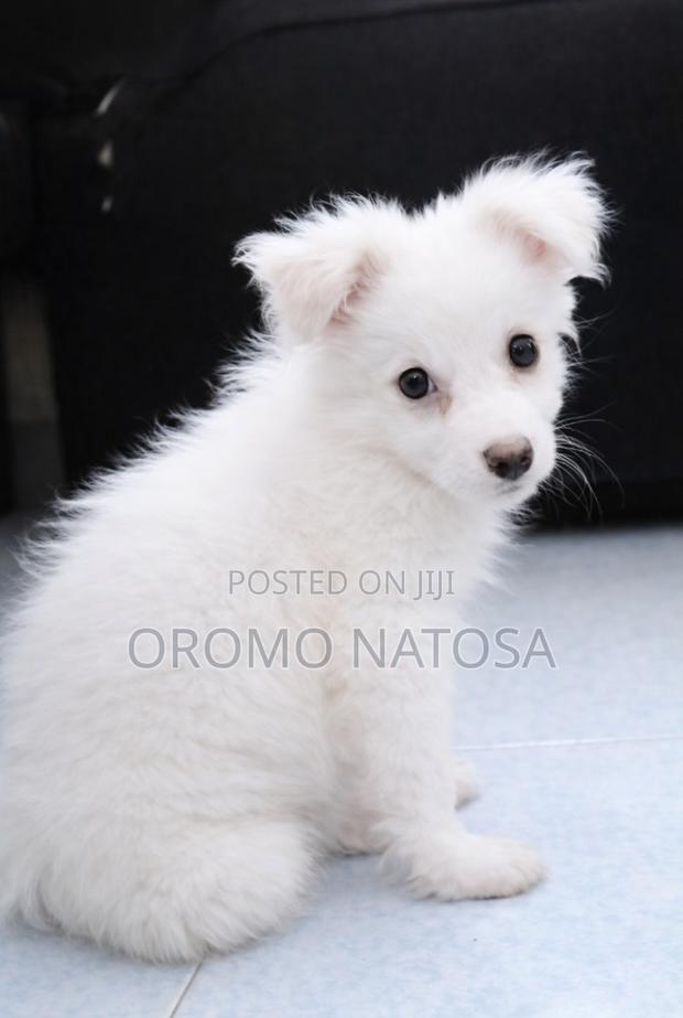 3-6 months Male Purebred Japanese Spitz