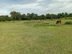Land on Sale 0.25ha Direct Transfer