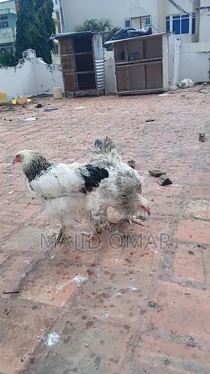 Brahma Chicks