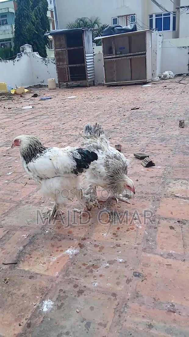 Brahma Chicks