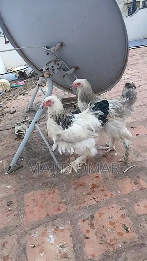 Brahma Chicks