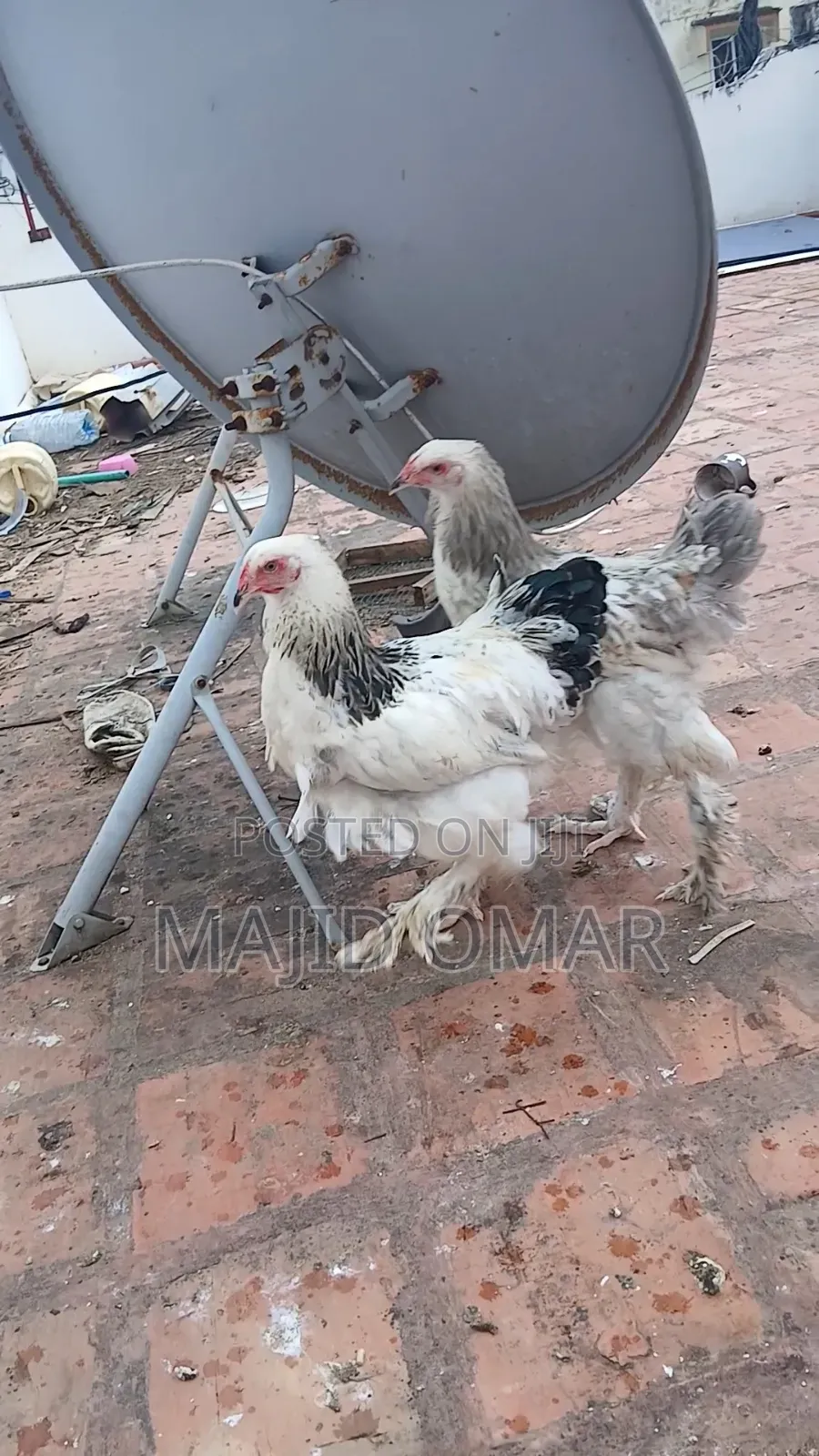 Brahma Chicks
