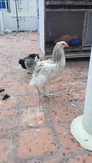 Brahma Chicks