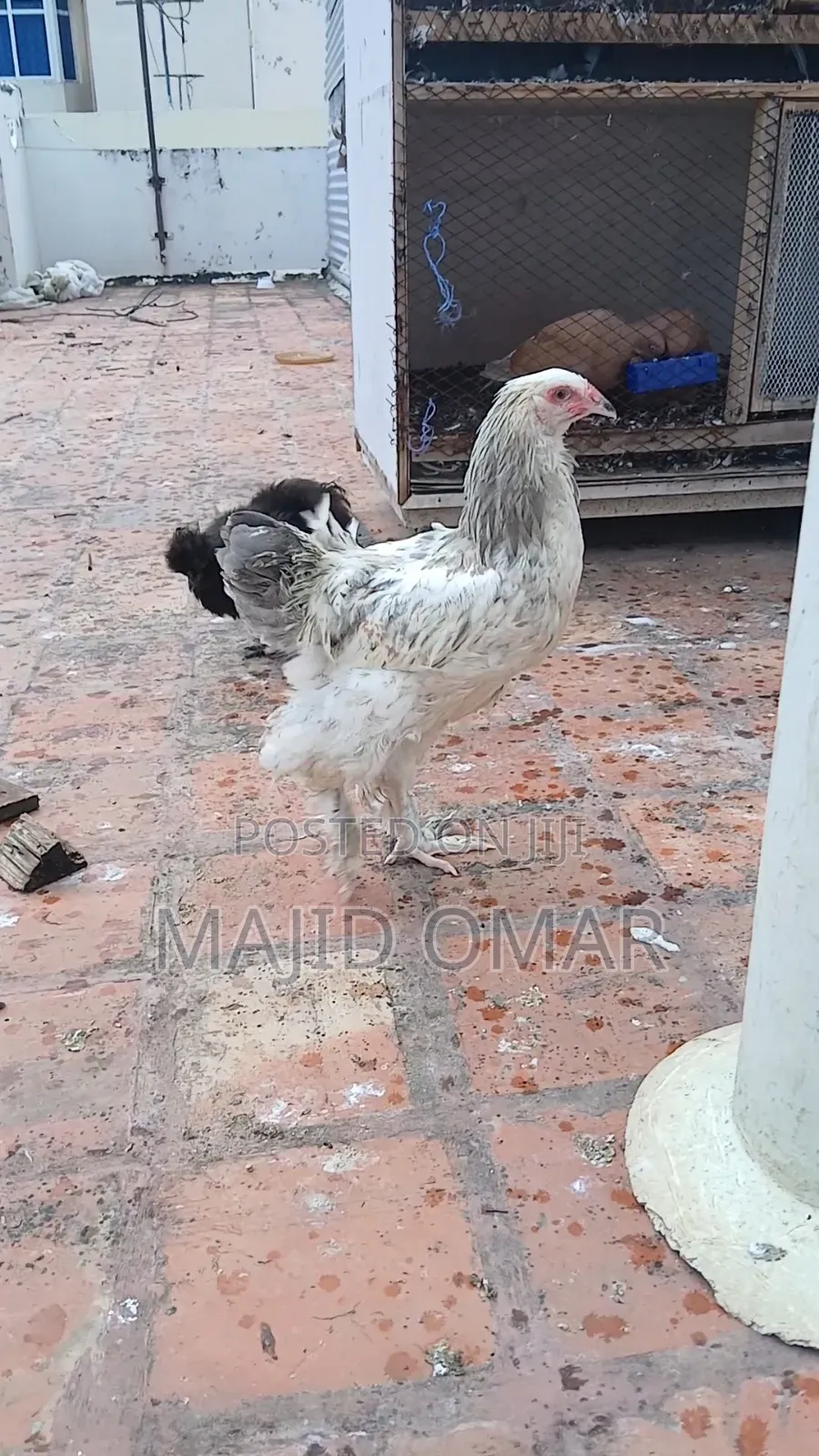 Brahma Chicks