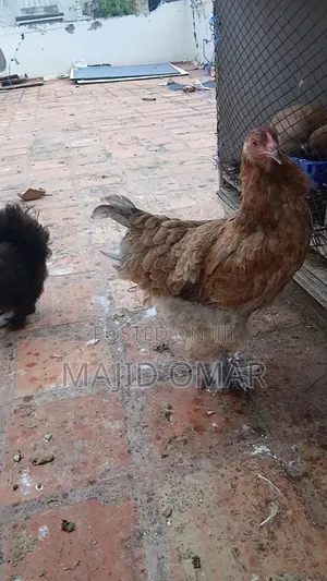 Brahma Chicks