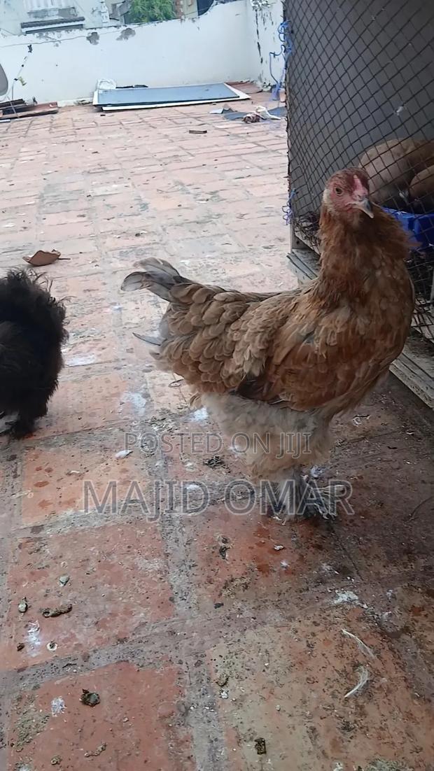 Brahma Chicks - thumbnail 4