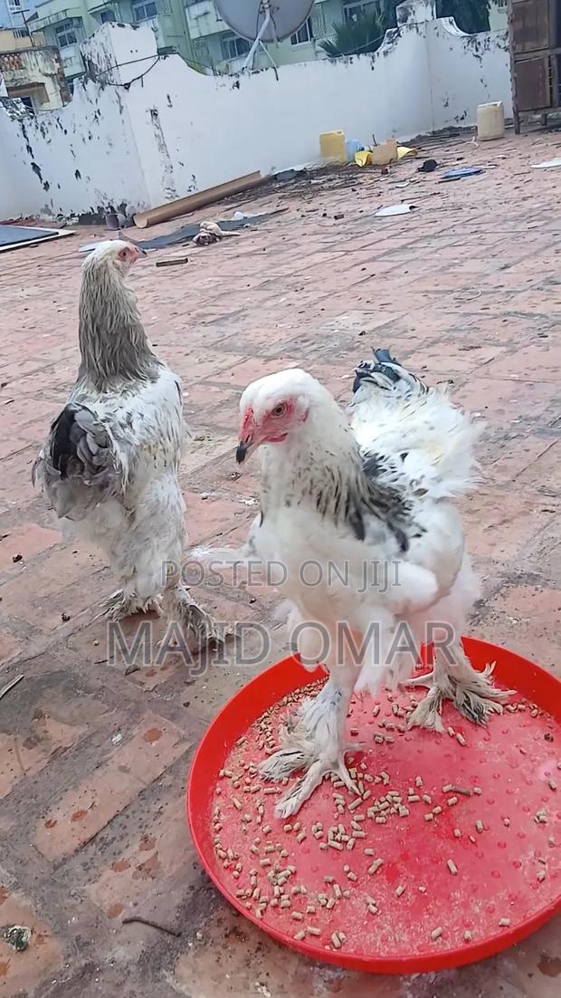 Brahma Chicks - thumbnail 5