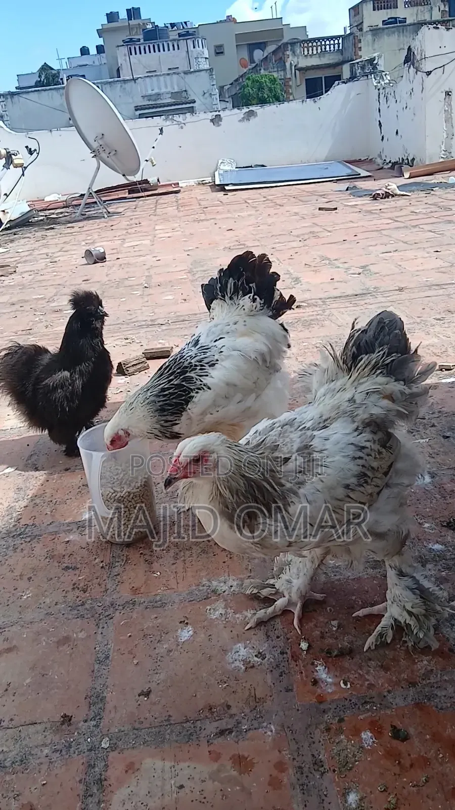 Brahma Chicks