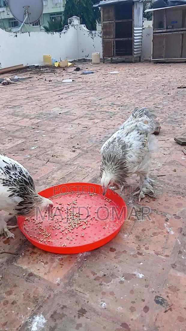 Brahma Chicks - thumbnail 8