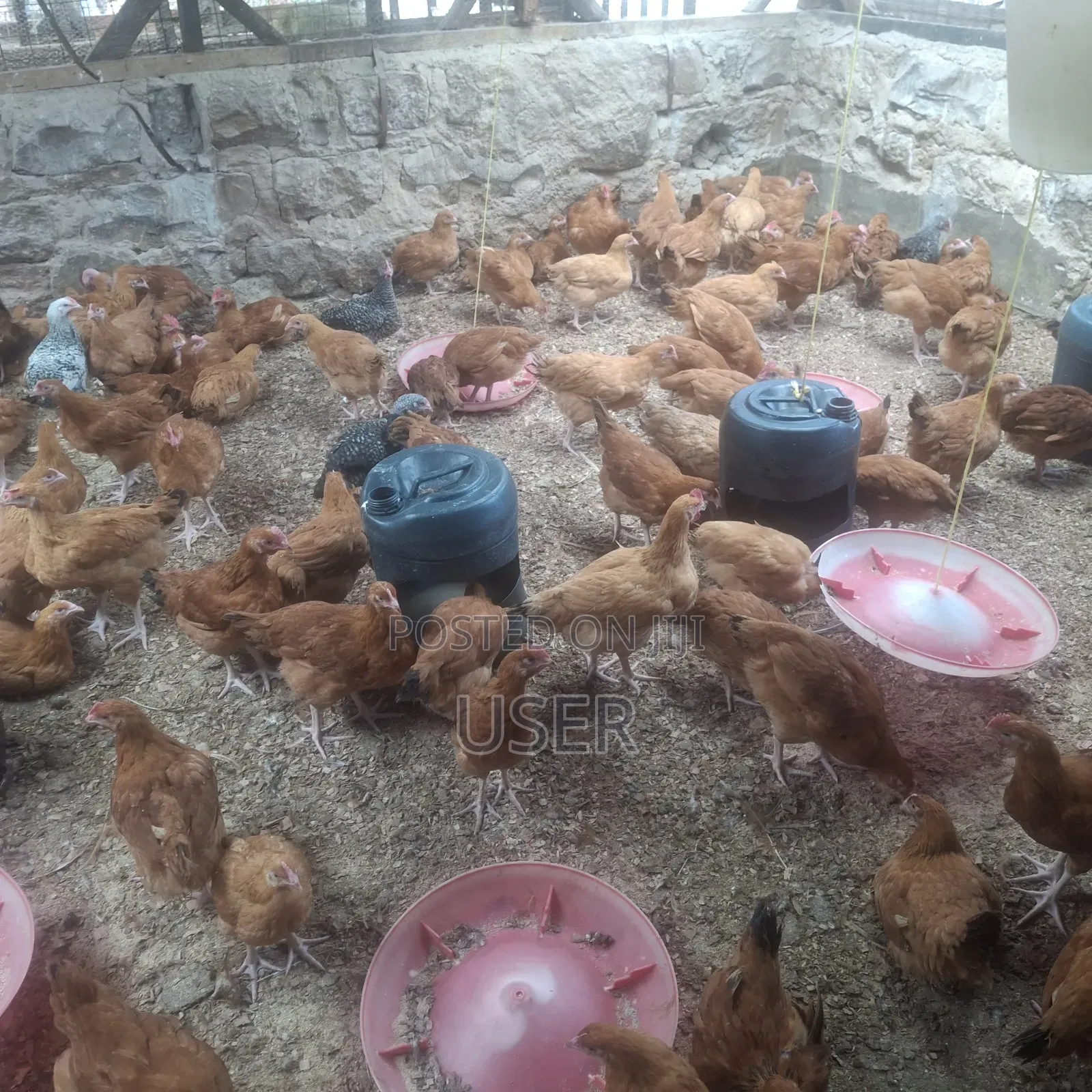 Chicken Fo Sale
