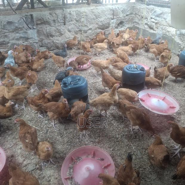 Chicken Fo Sale