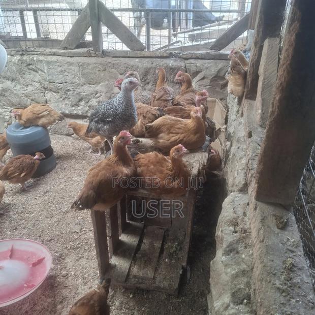 Chicken Fo Sale - thumbnail 2