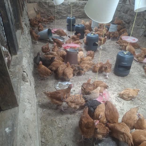 Chicken Fo Sale - thumbnail 3