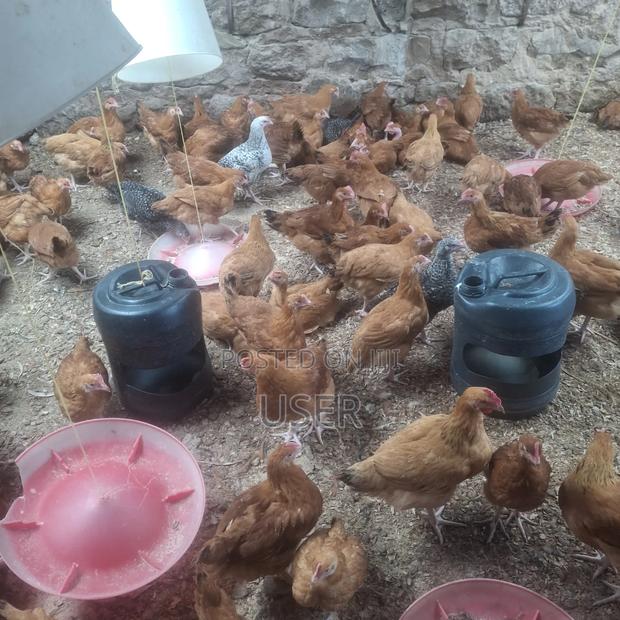 Chicken Fo Sale - thumbnail 4