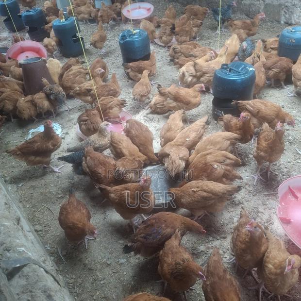 Chicken Fo Sale - thumbnail 5