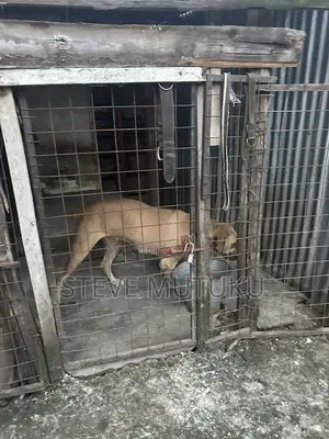 1+ year Female Purebred Boerboel