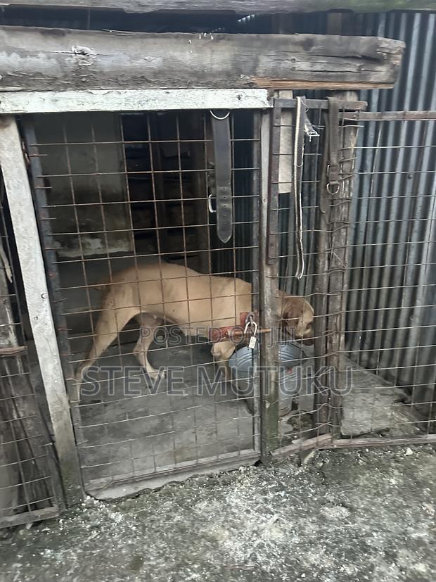 1+ year Female Purebred Boerboel