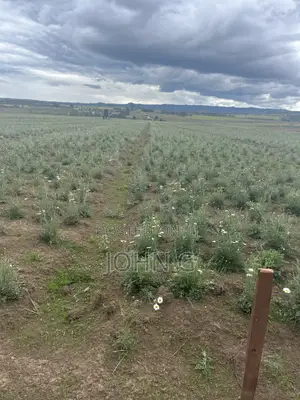 Acres Ol Kalau Kariamu 102