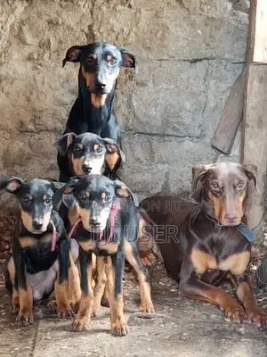 6-12 months Male Purebred Doberman Pinscher