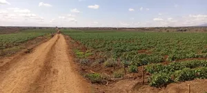 Foot of Mt. Kilimanjaro 150acres