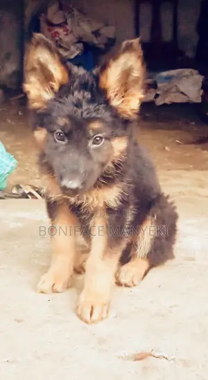 1-3 months Male Purebred German Shepherd