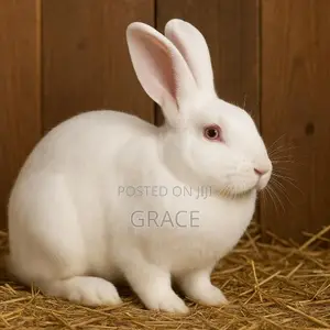 Female Rabbits on Sale
