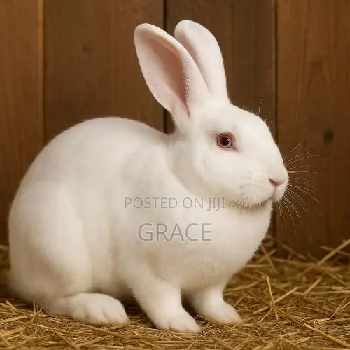 Female Rabbits on Quick Sale