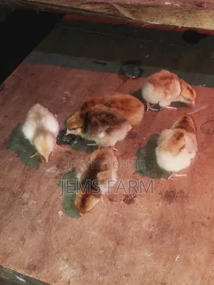 3 Day Old Boschvelders Chicks