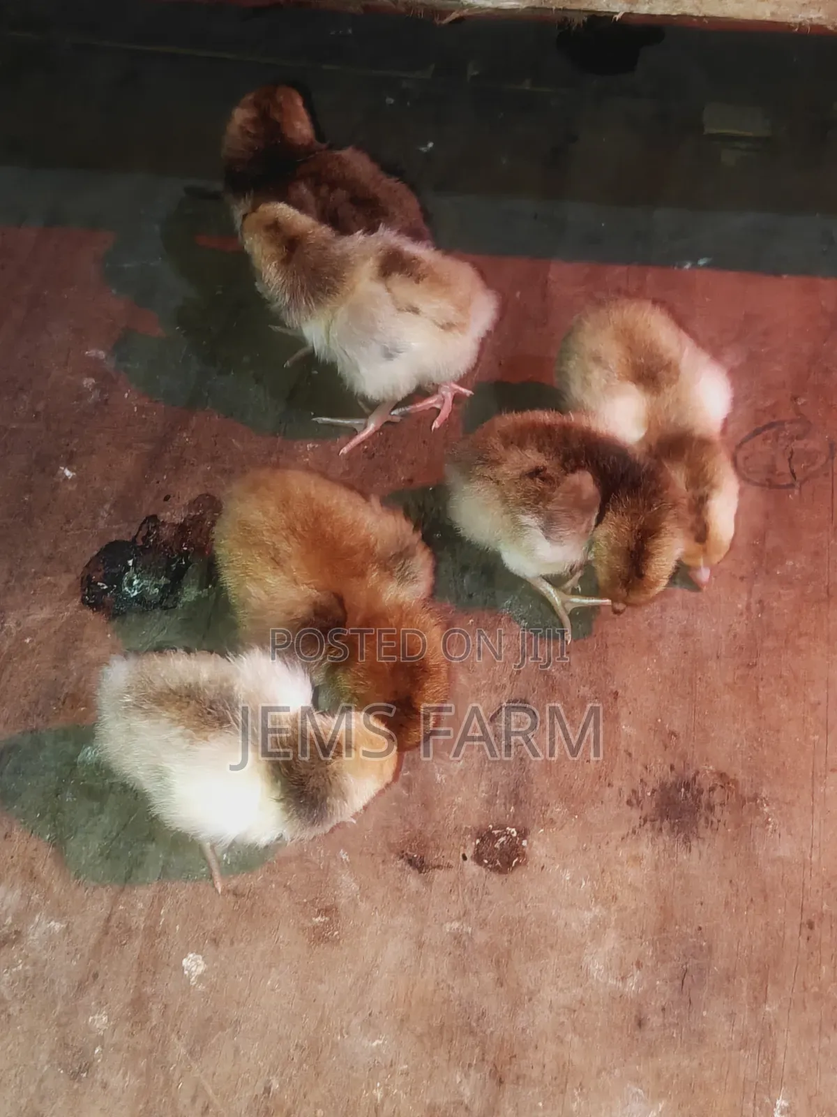 3 Day Old Boschvelders Chicks