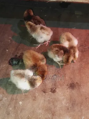 3 Day Old Boschvelders Chicks