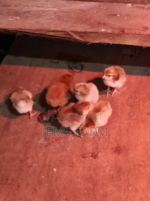 3 Day Old Boschvelders Chicks