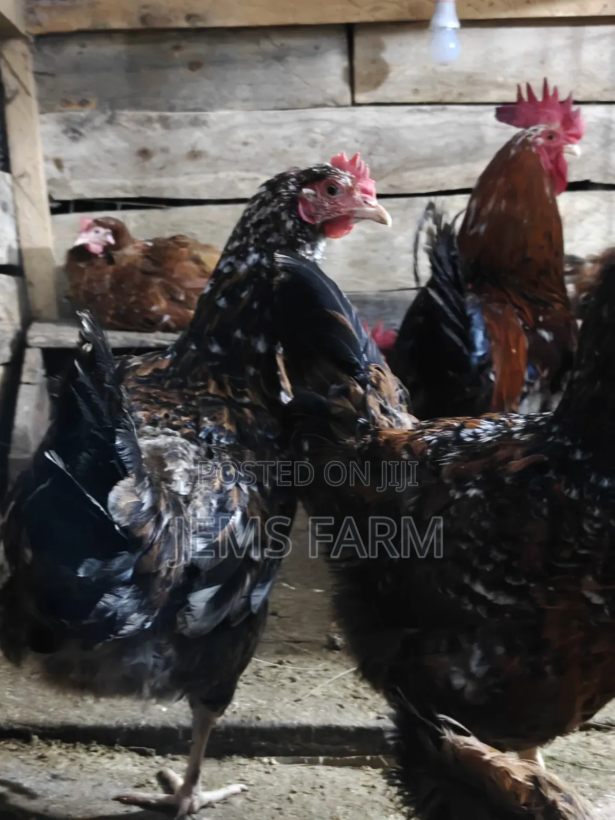 3 Day Old Boschvelders Chicks