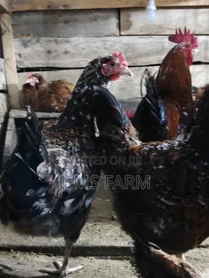 3 Day Old Boschvelders Chicks